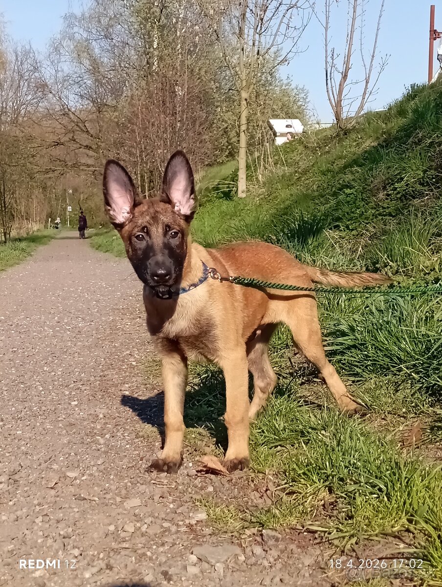 Belgický ovčiak Malinois s PP - 2