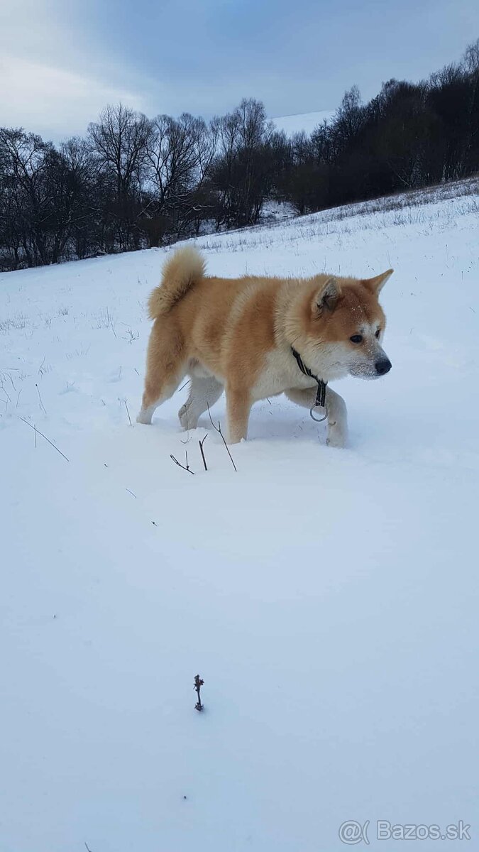 Čistokrvné šteniatka Akita inu - 2