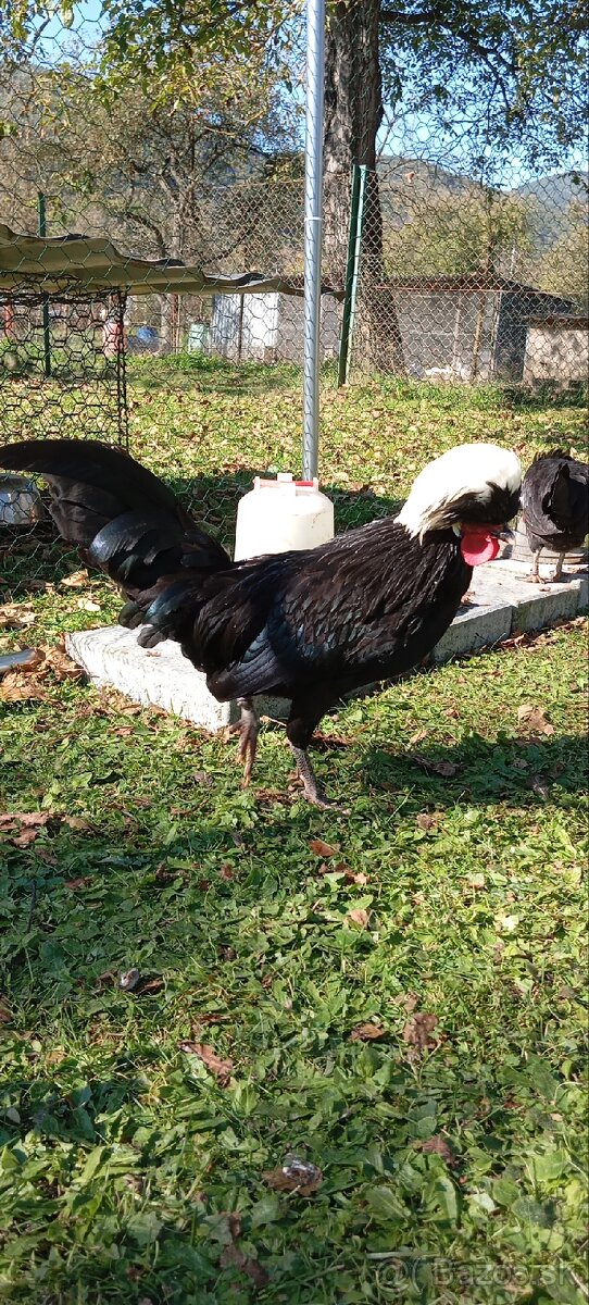 Zdrobnelá Holandanka čierna bielochocholatá - 2