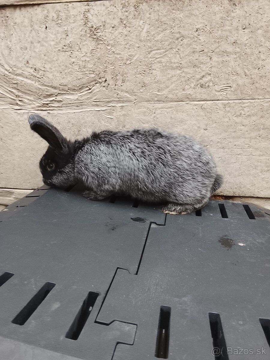 Králik - 2