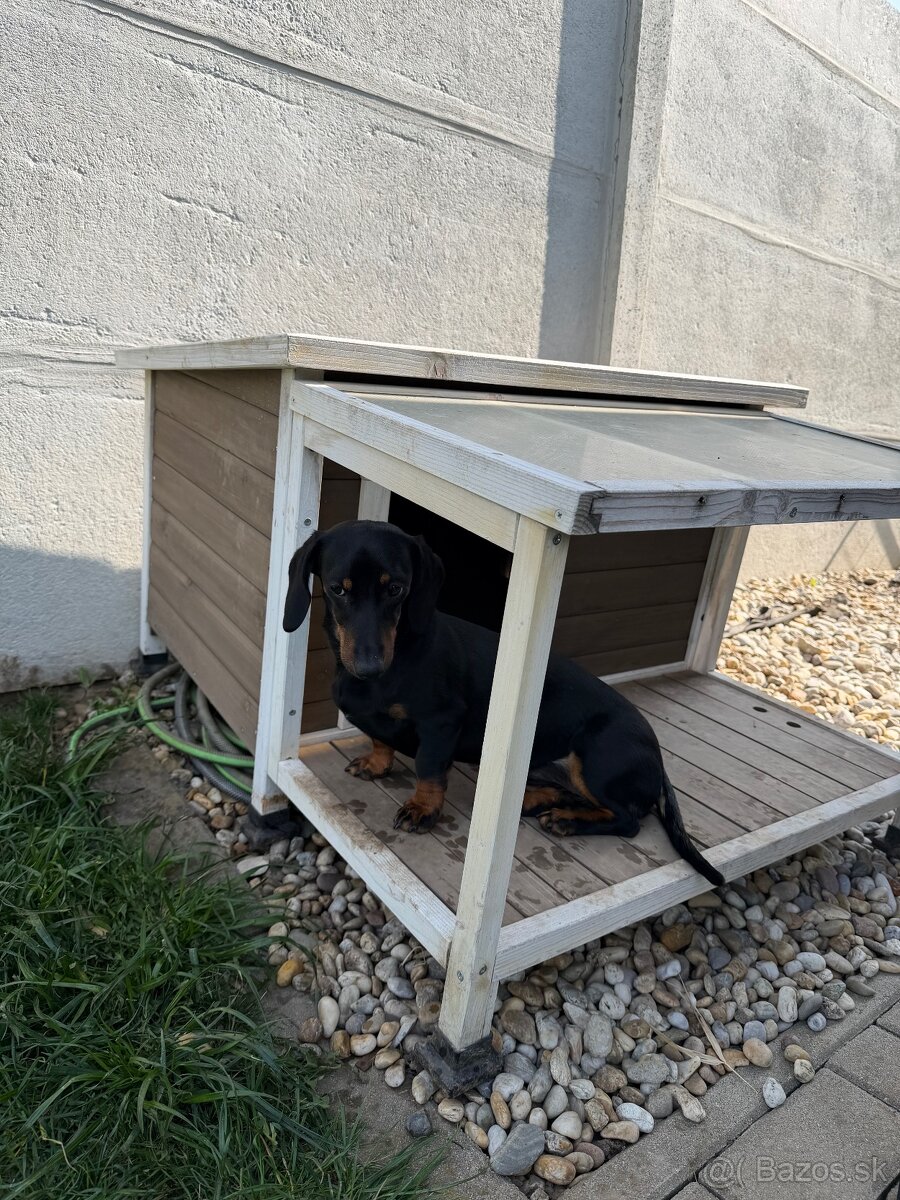 Búda pre psa - 2