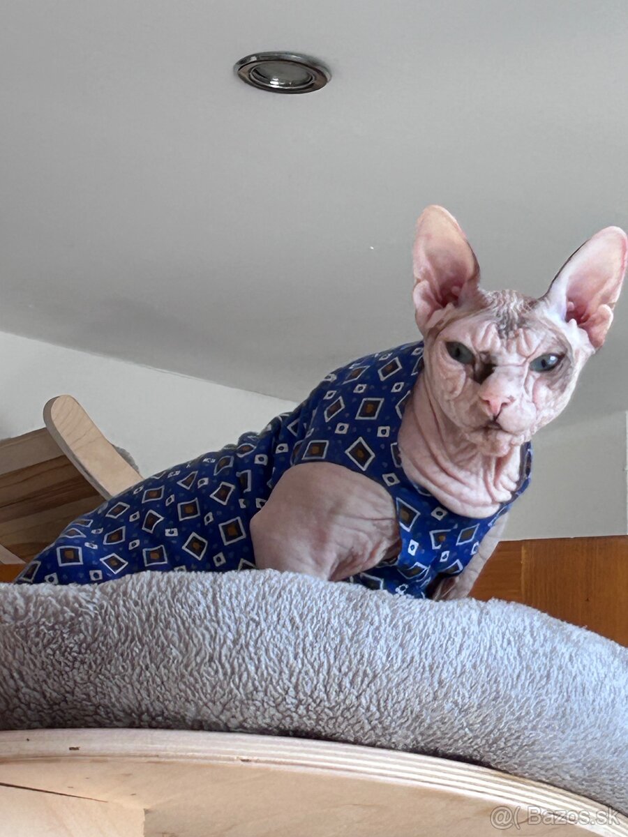 Don Sphynx PP - 2