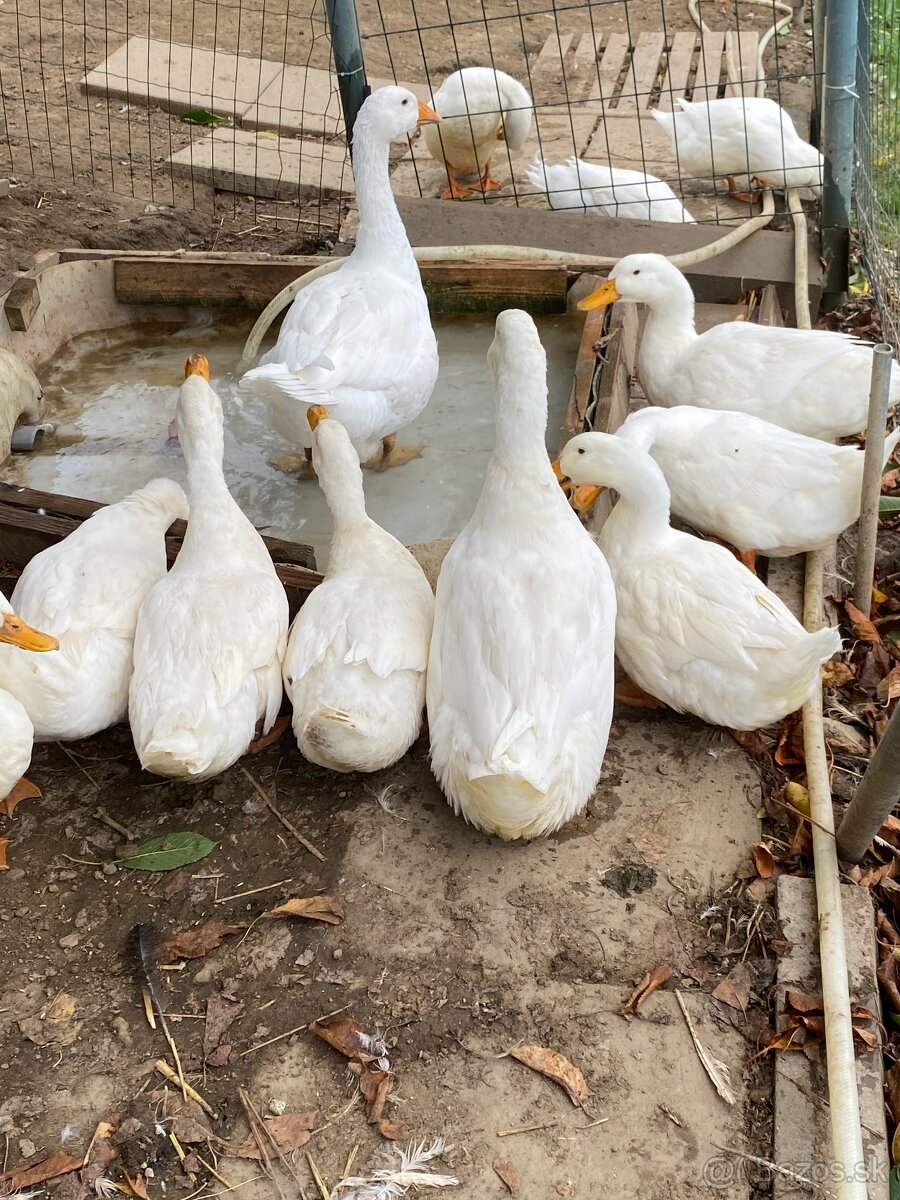 Pekingske kacky - 2