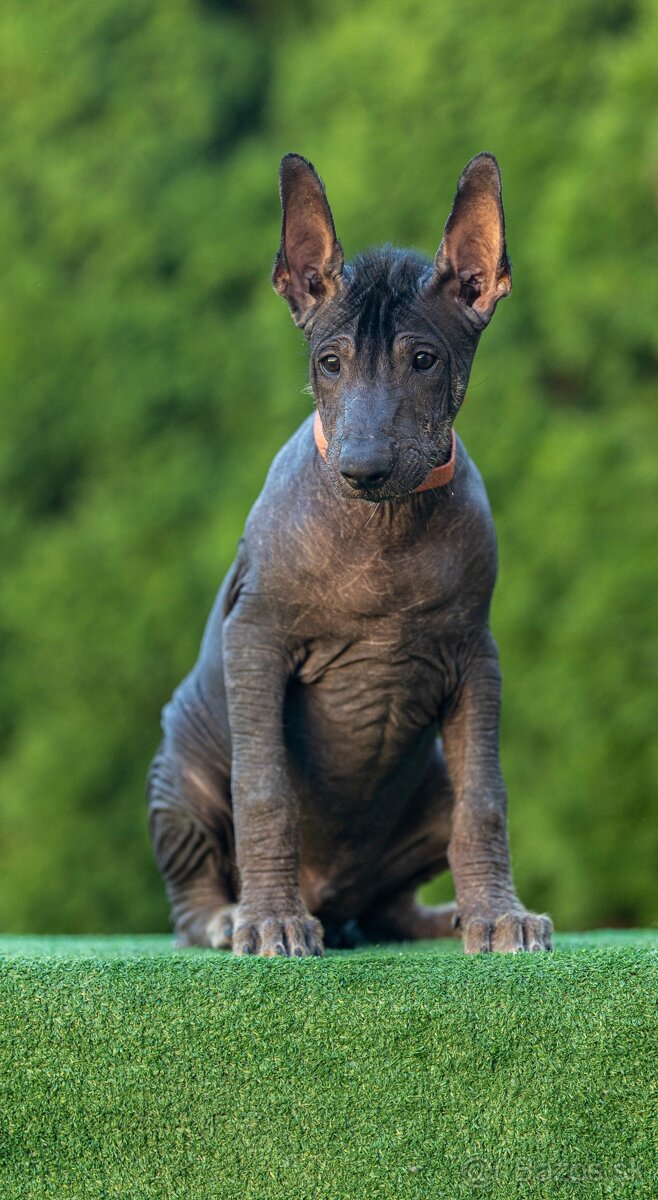 Mexický naháč - 2