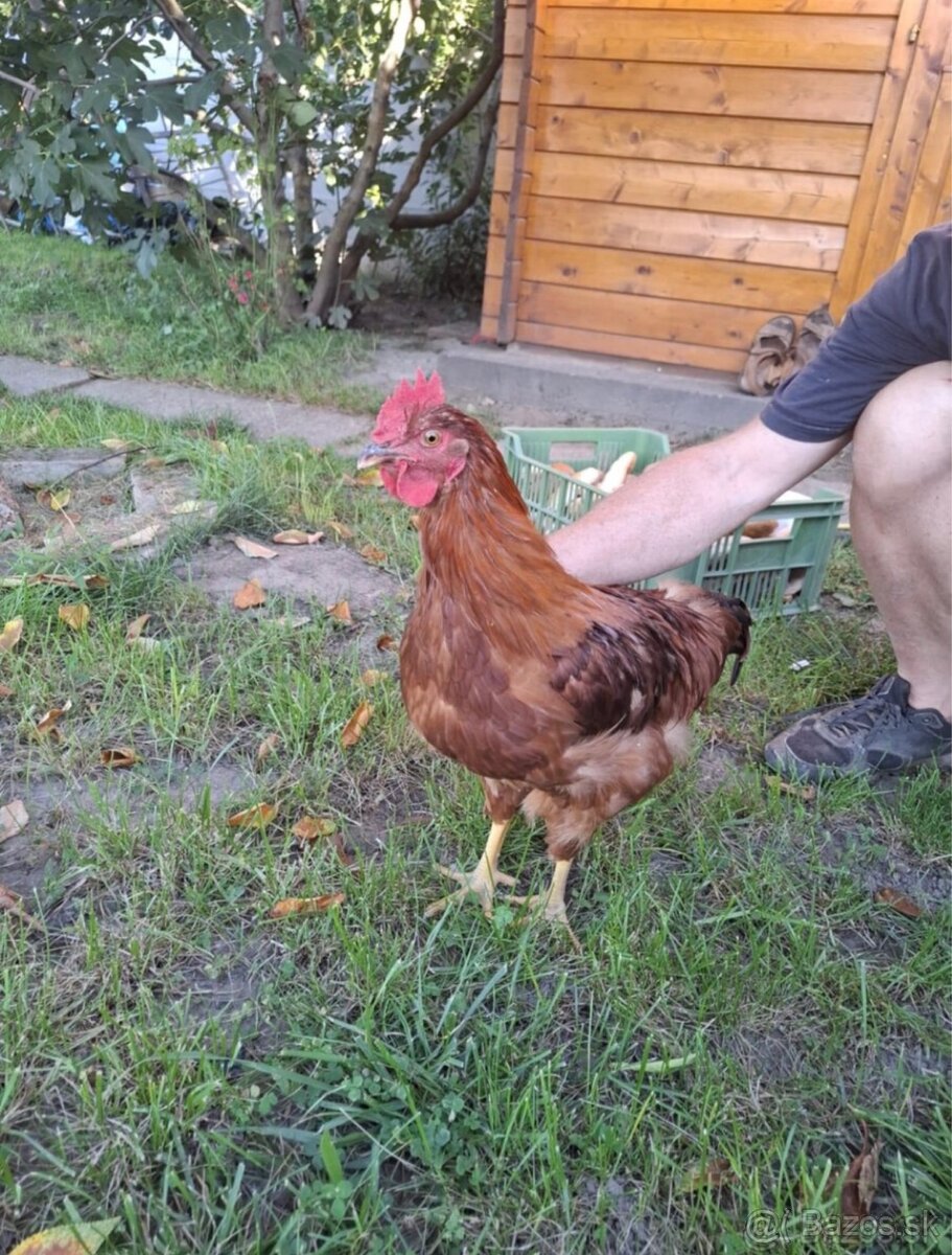 Predám 3 ks kohútov Dominant - 2