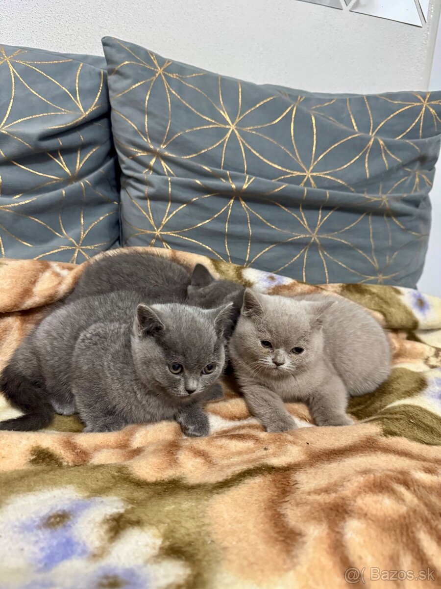 Britské mačiatka, Britská modra - 2