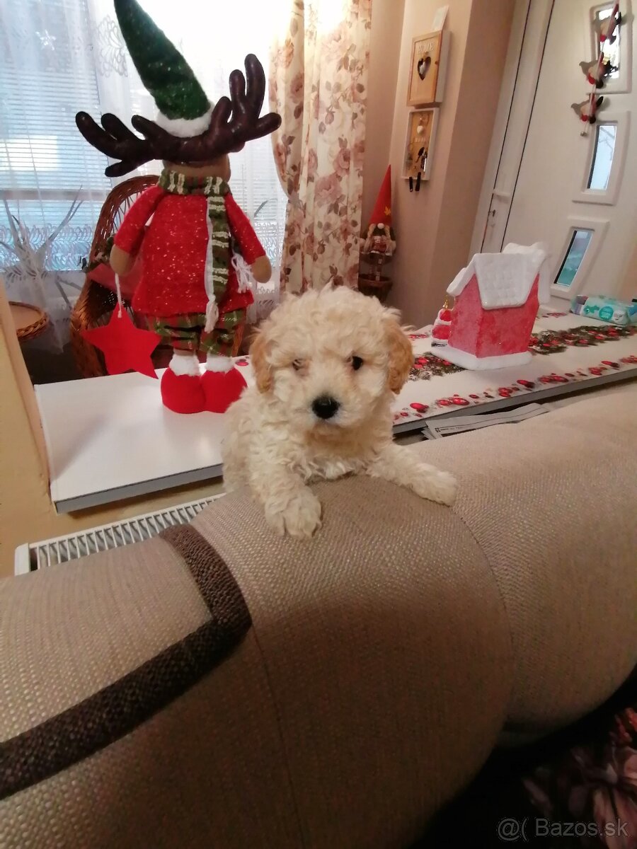 Predam stena maltipo - 2