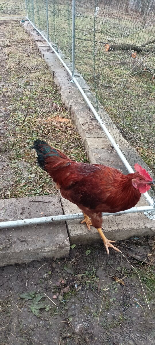 Predám kohuta - 2