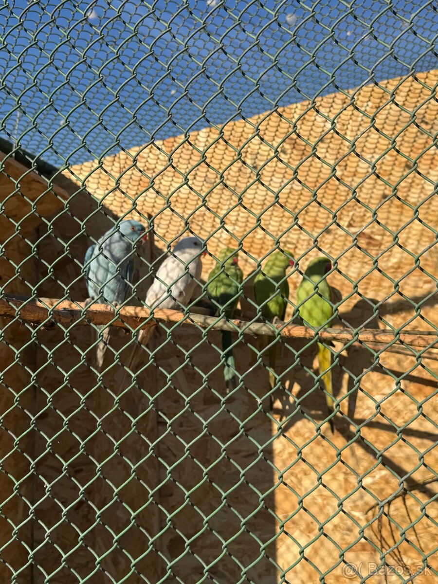 Alexandre malé , Papagáj spevavy - 2