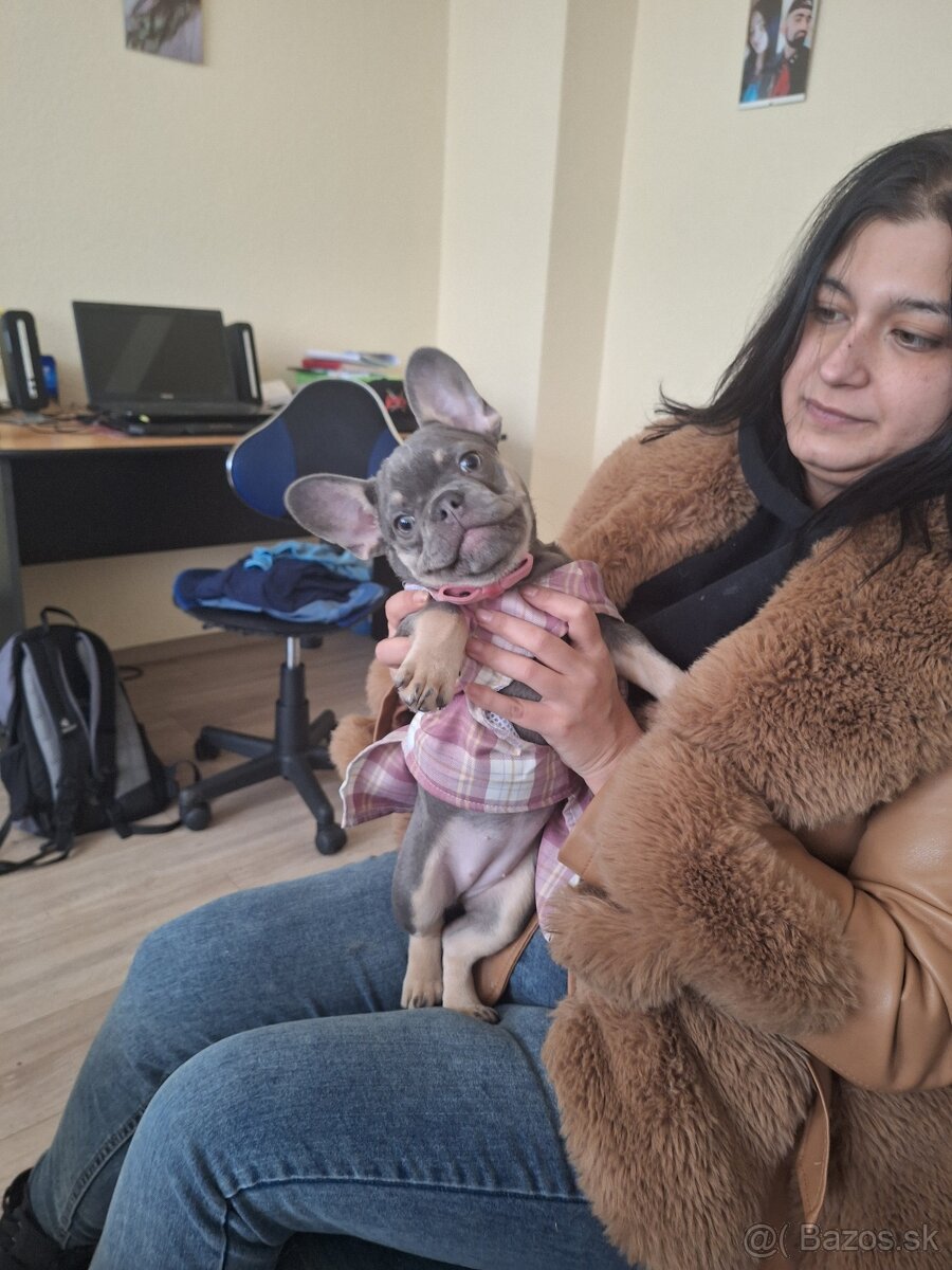 Francuzsky Buldocek - 2