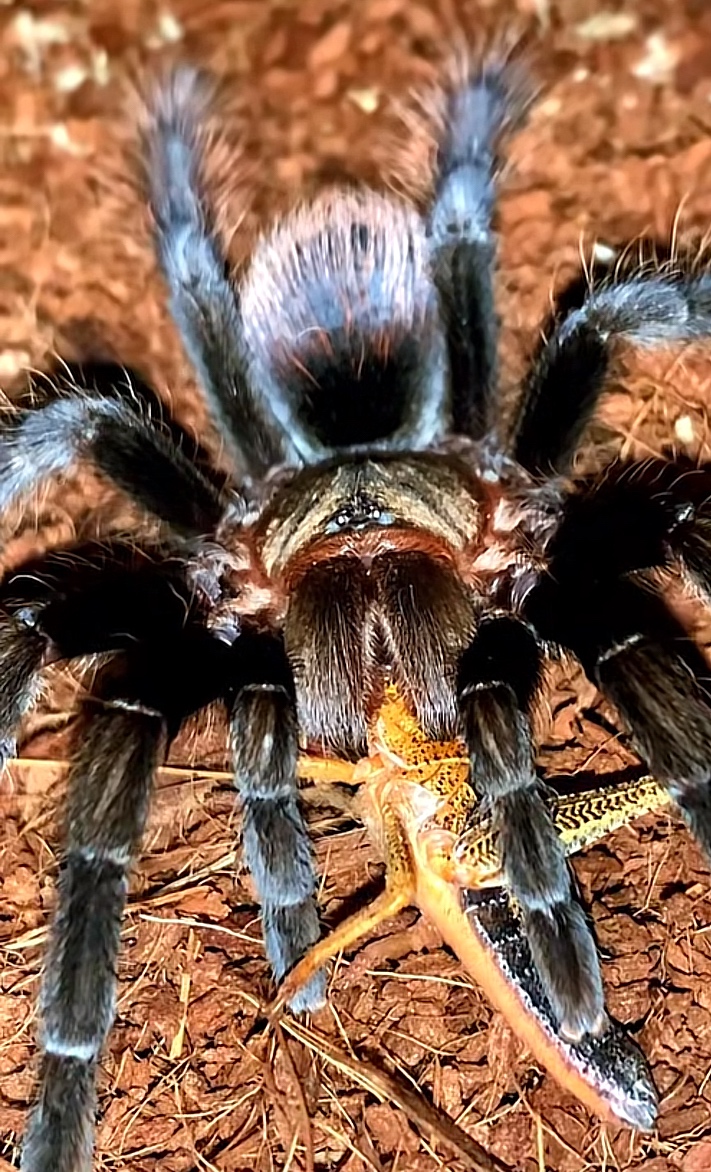 Tarantula,vtackár,pavúk - 2