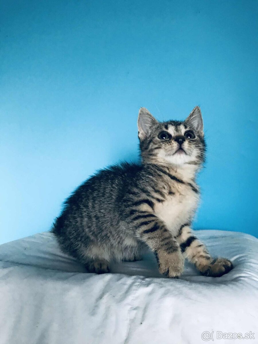 MIMI SI HĽADÁ DOMOV VO VNÚTRI - 2