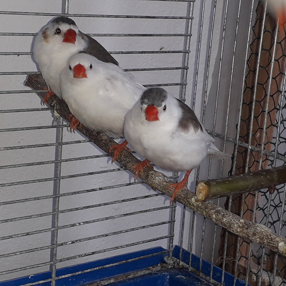 Predám zebričky - 2