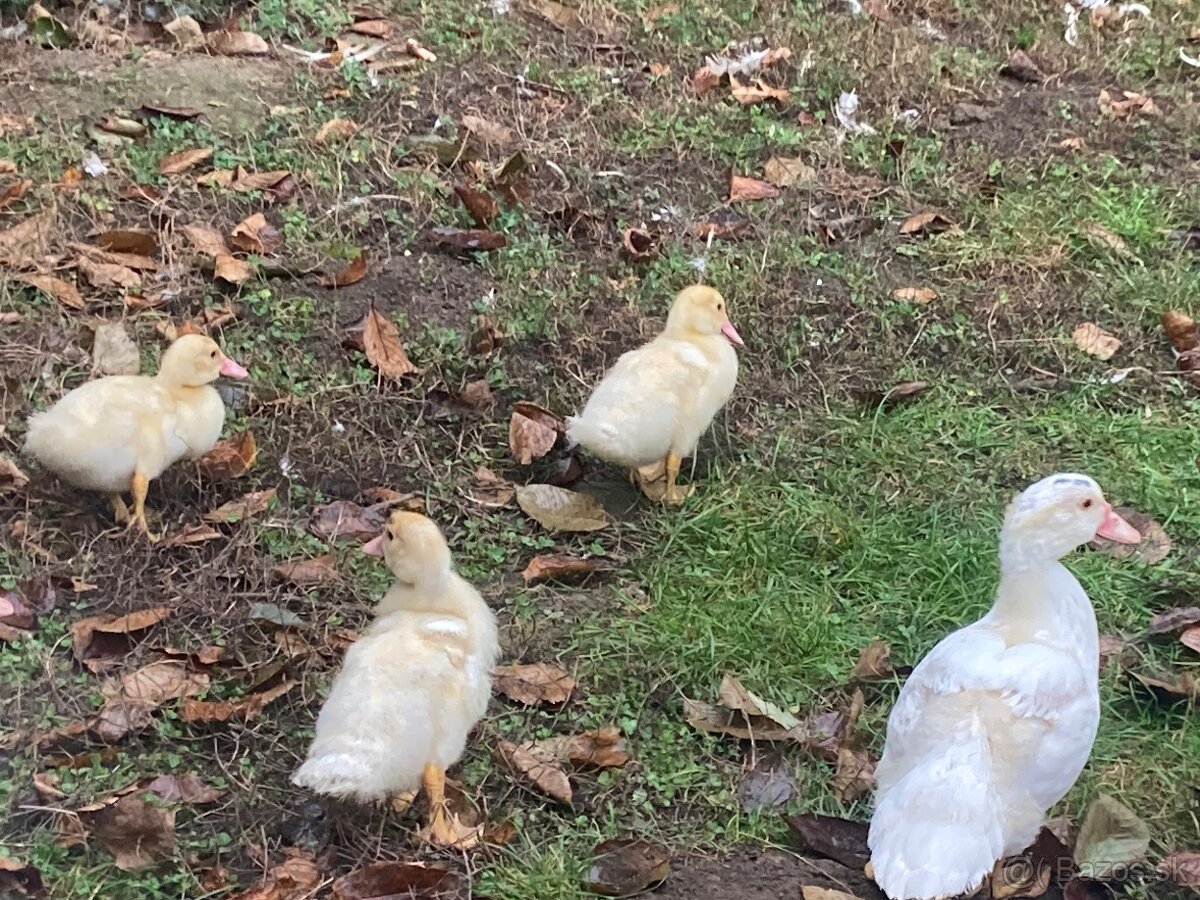 Predam pizmove kacatka - 2