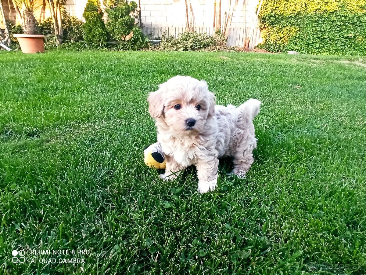 Maltipoo - 2