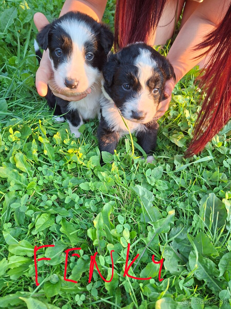 Border Kolia - 2