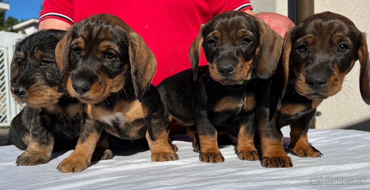 Jazvečík hrubosrstý štandart - 2