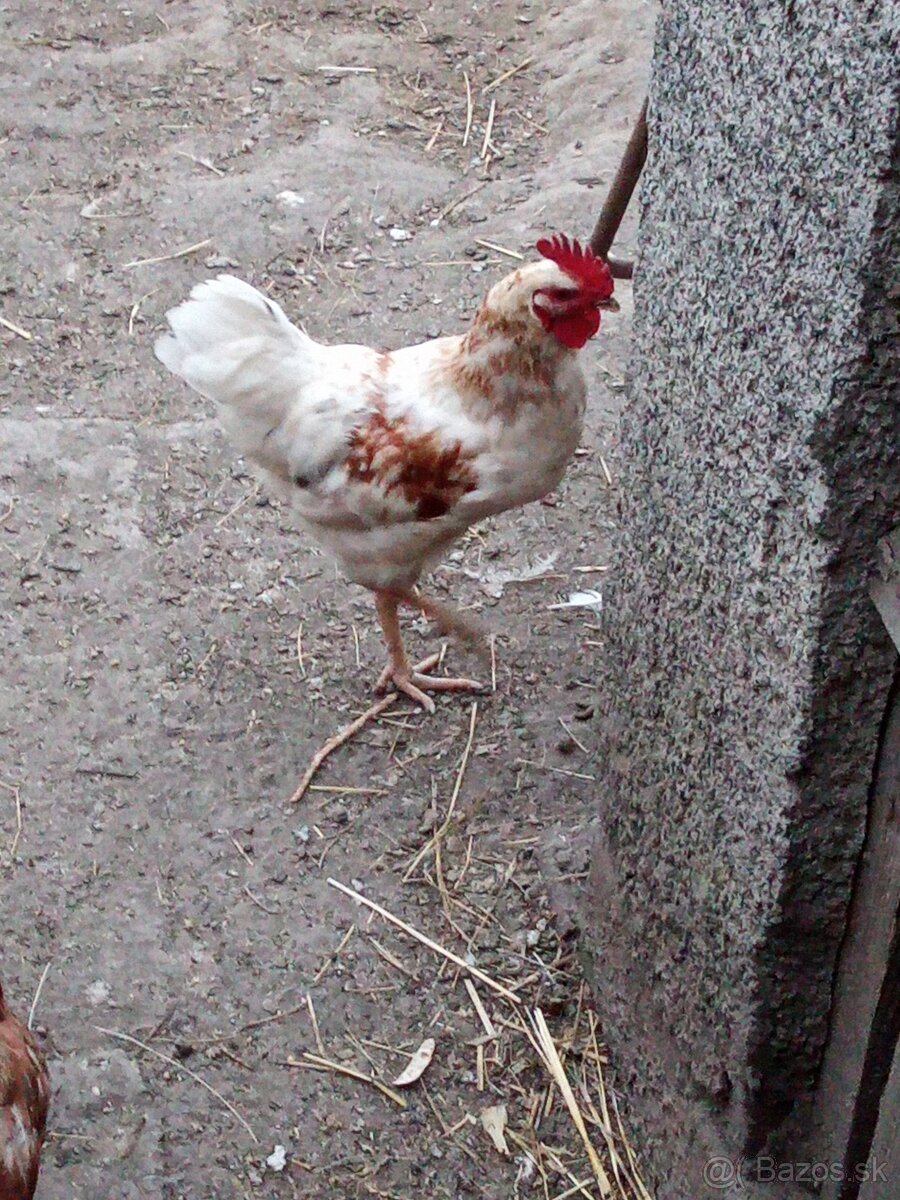 Mladý kohút do chovu - 2