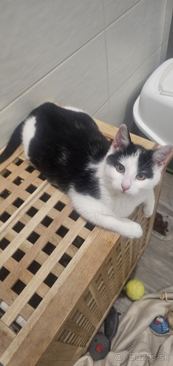 Darujem kocurika 4,5 mesačného - 2