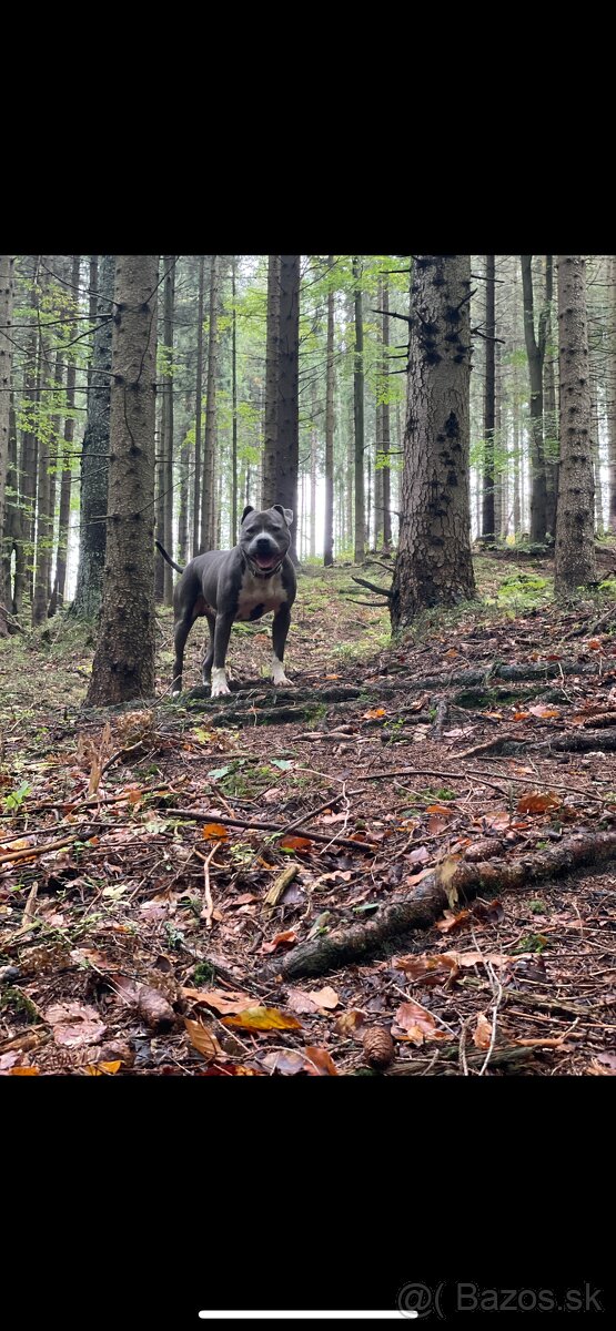 Americký staford - 2