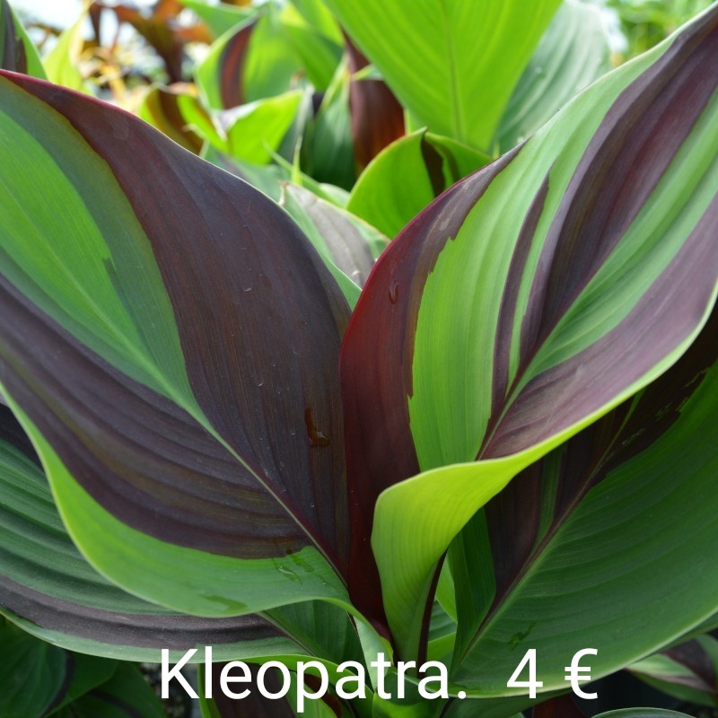 Kana indická (Canna indica) hľúzy - 2