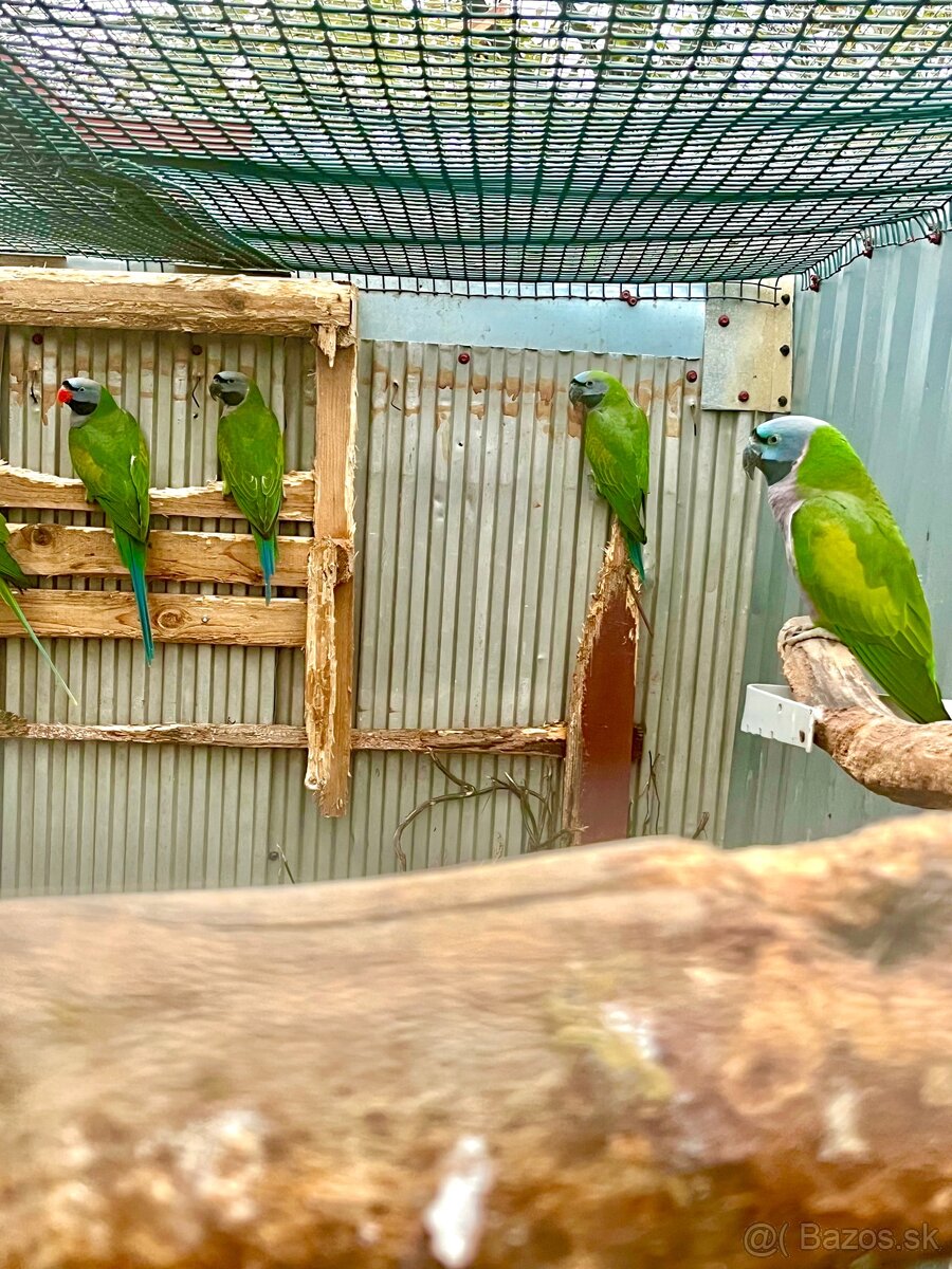 Alexander čínsky - 2