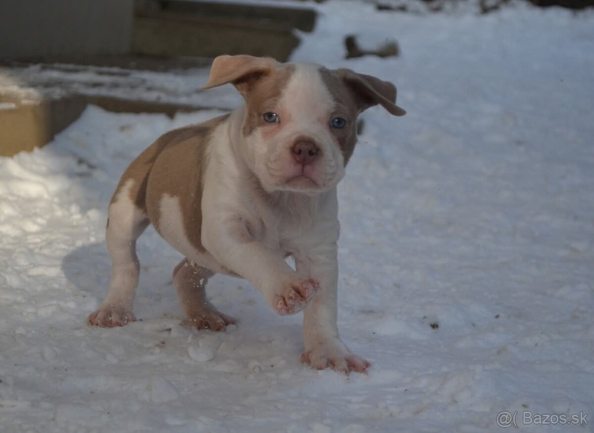 American bully pocket/standard - 2