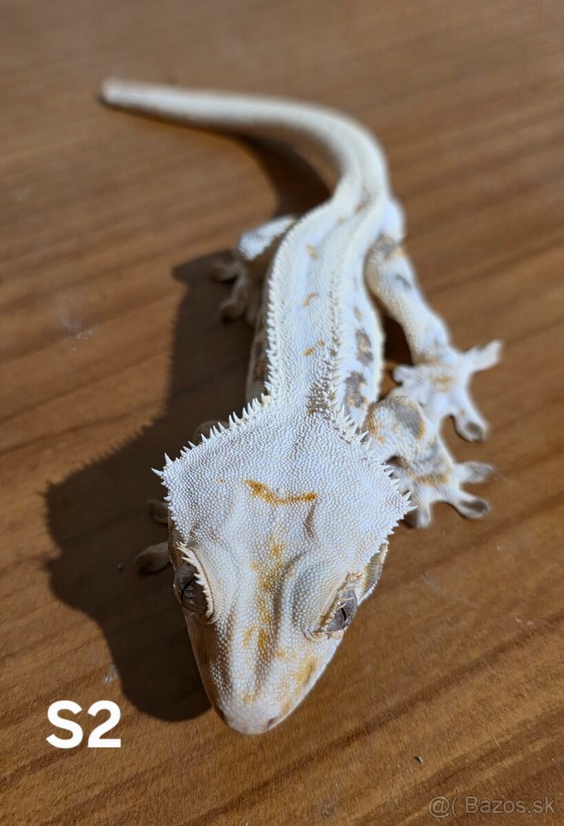 Pagekon riasnatý - 2