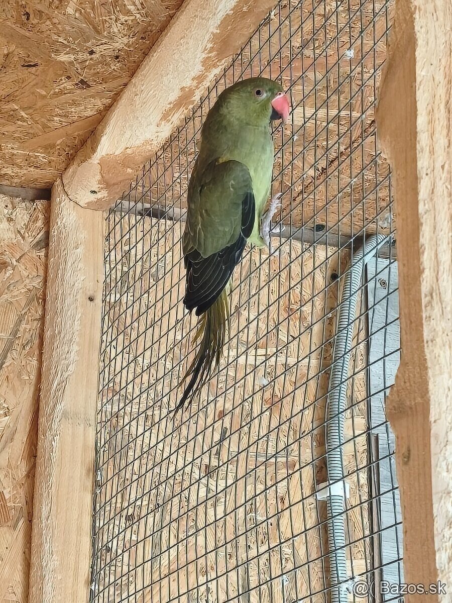 Alexander malý zelená oliva - 2