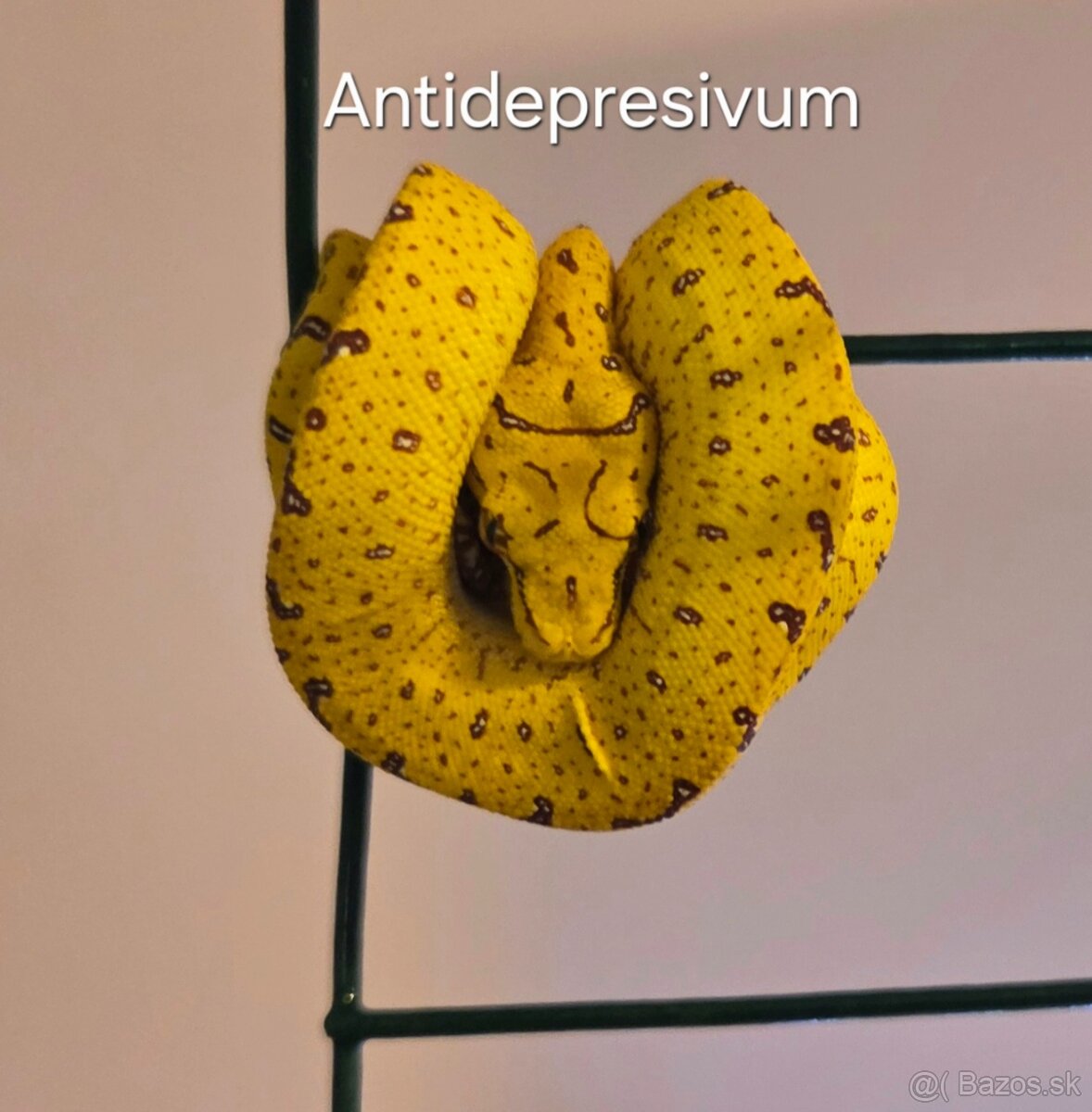 Morelia viridis - zeleny stromovy pyton - 2