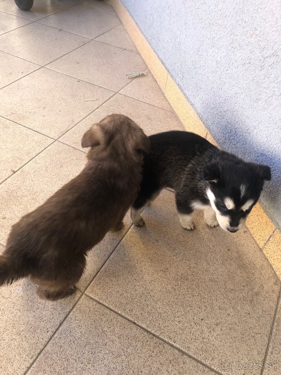 Darujem šteniatka - 2