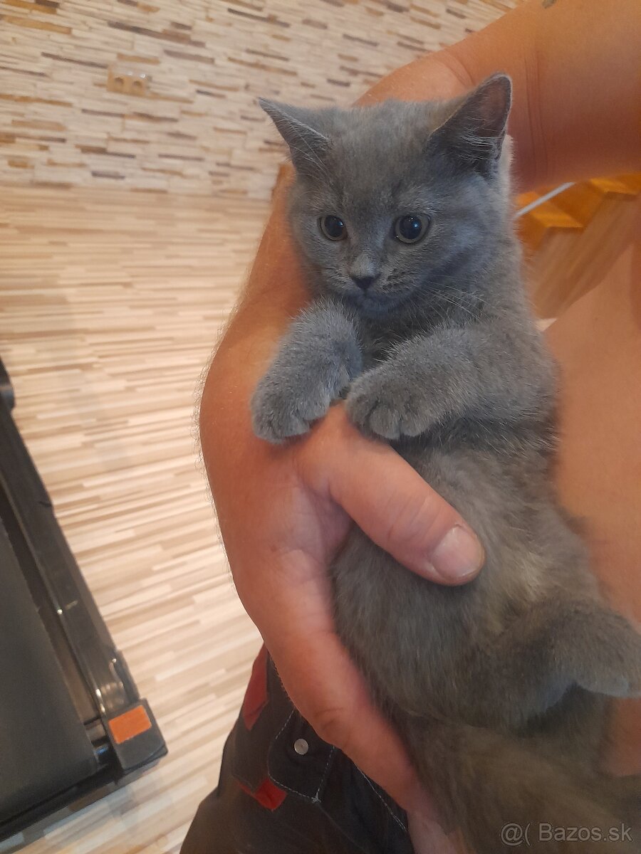 Britske maciatka - 2