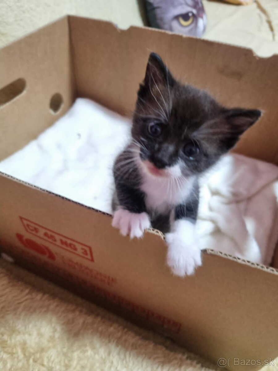 Darujeme mačiatko - 2