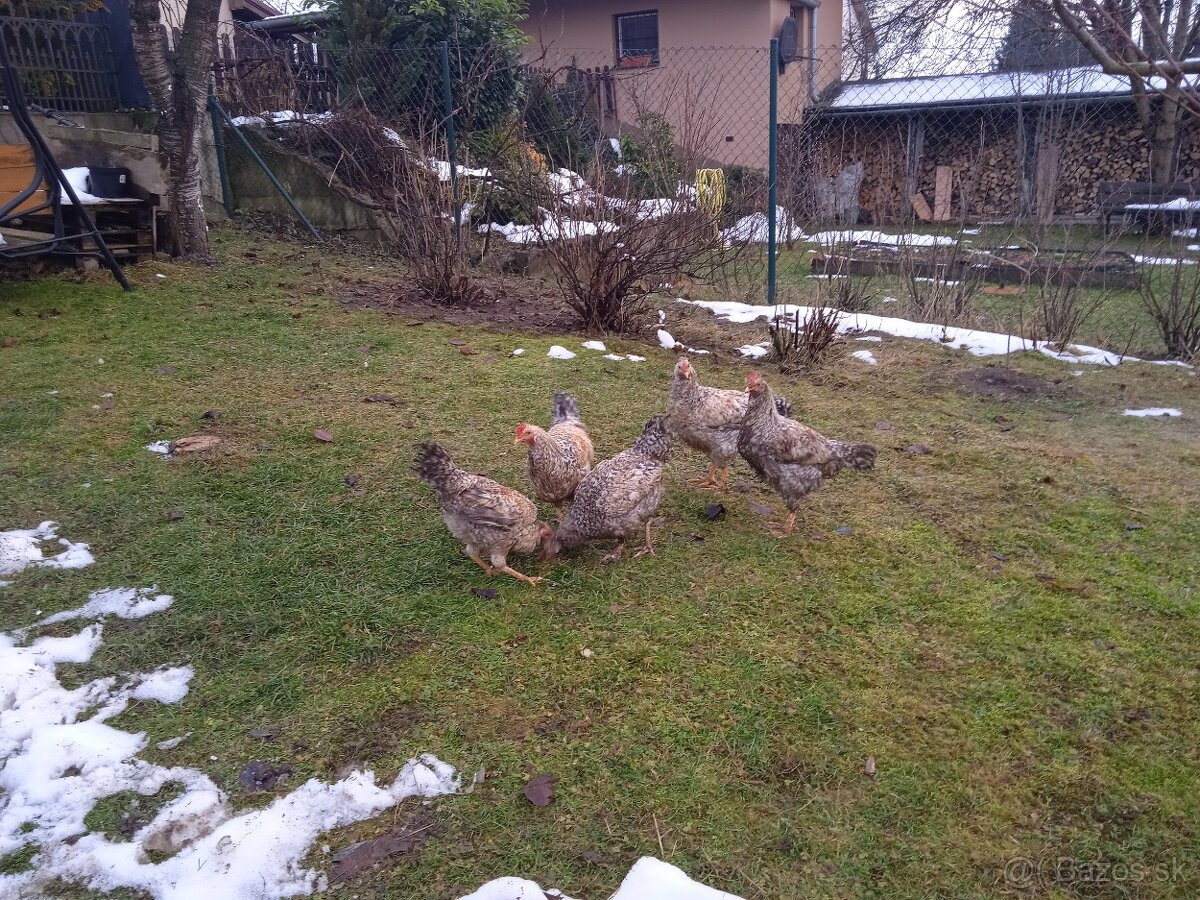 Kohúty Cream Legbar - 2