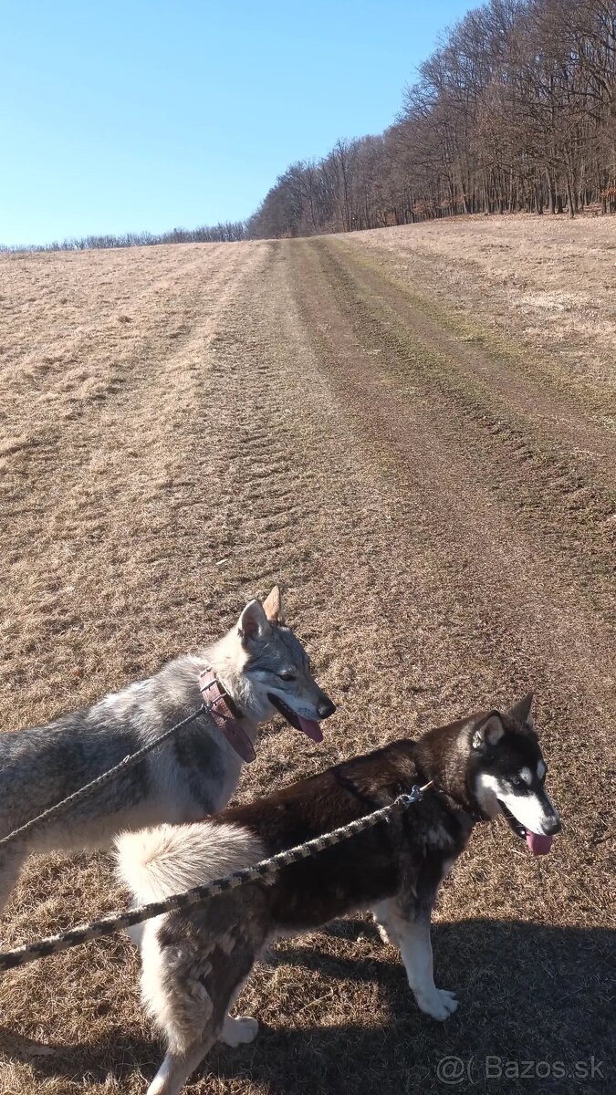 Československý vlčiak - 2