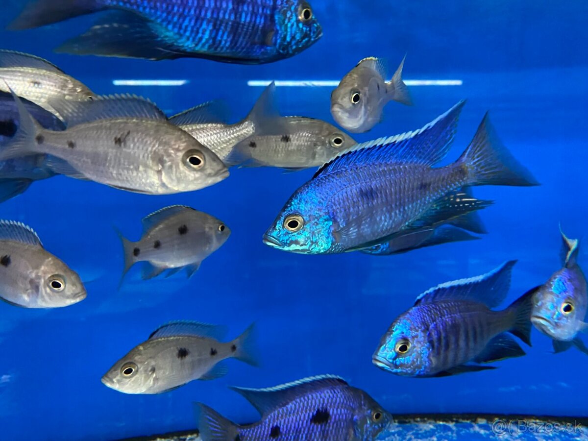 KÚPIM Samice Copadichromis azureus - 2
