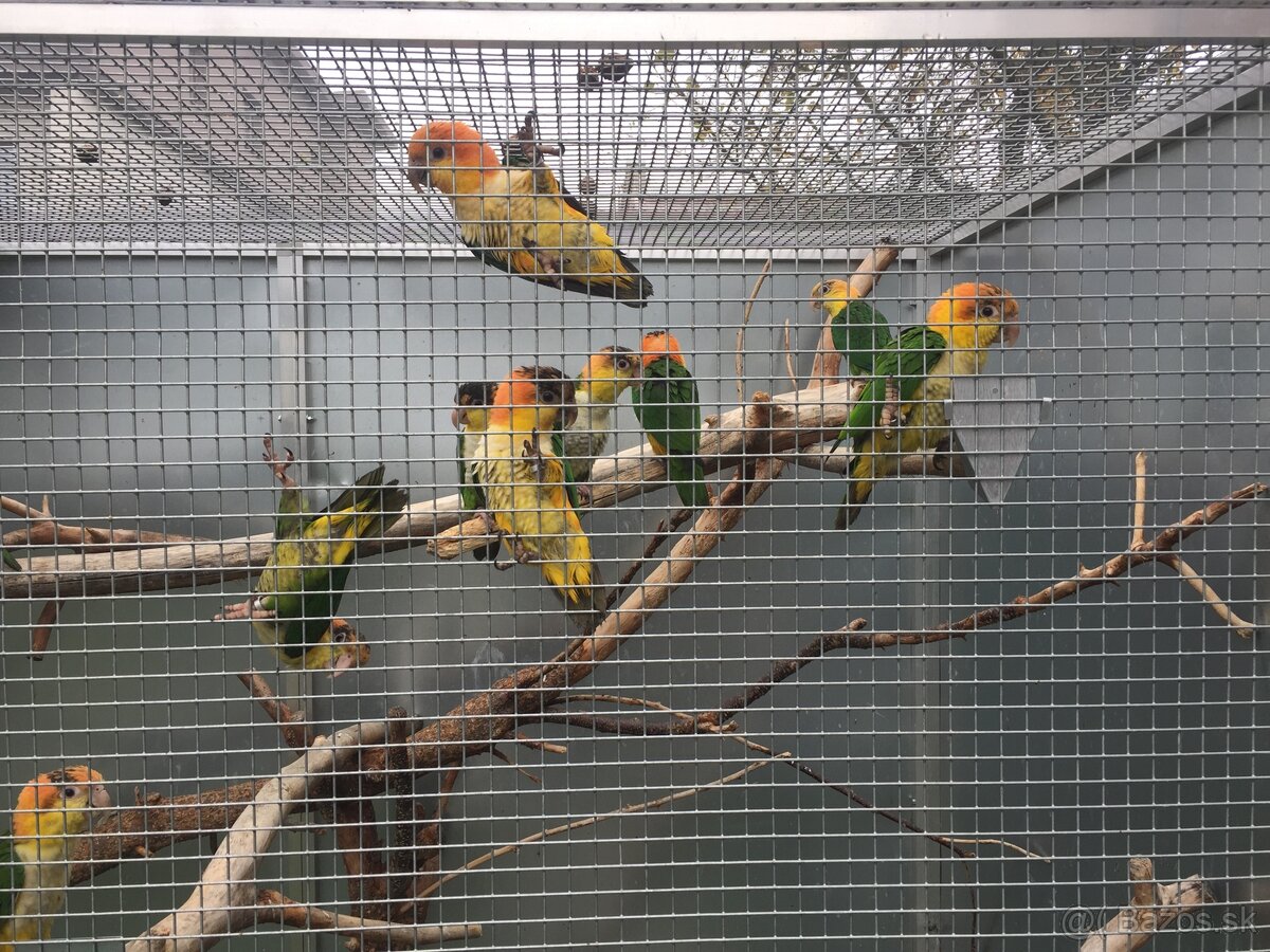 AMAZONIK BIELOBRUCHY - 2