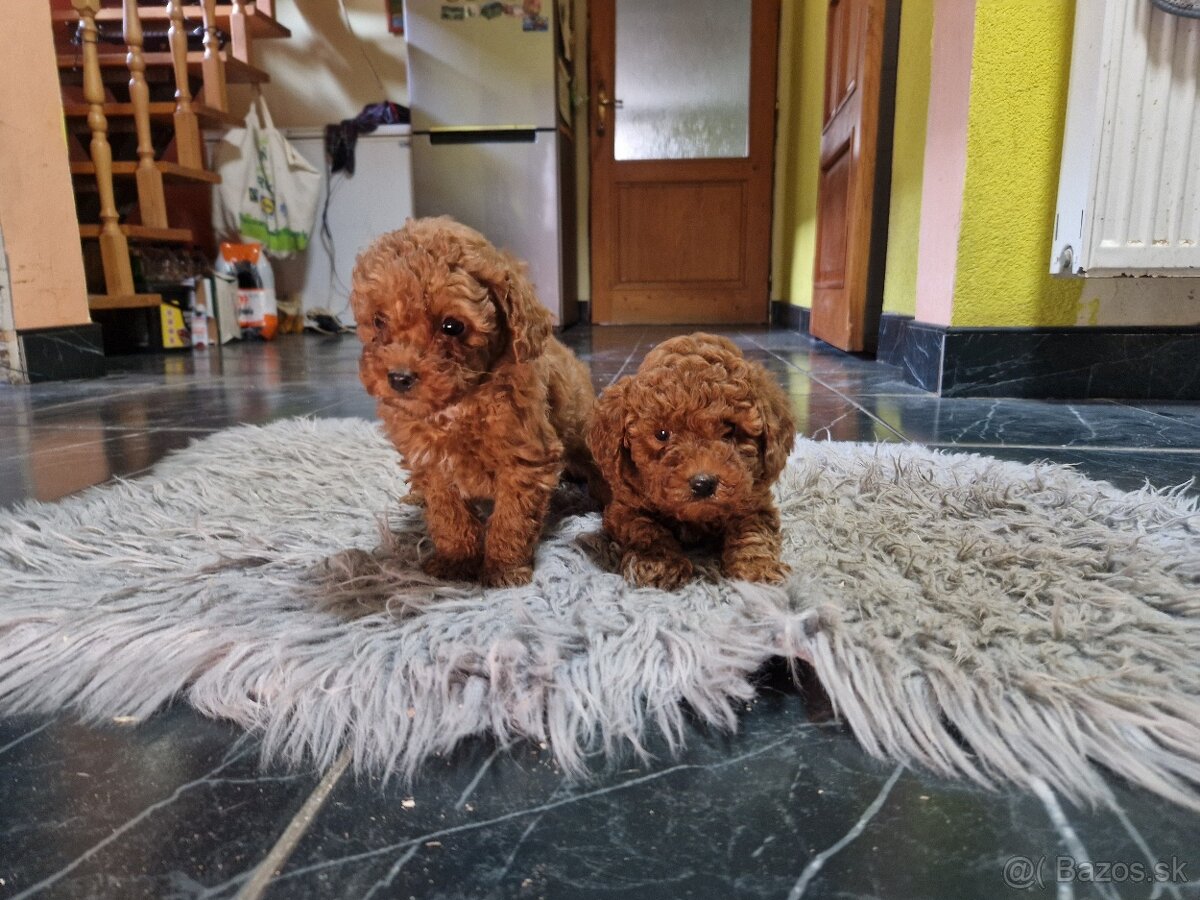 Pudel, pudlik red s PP - 2