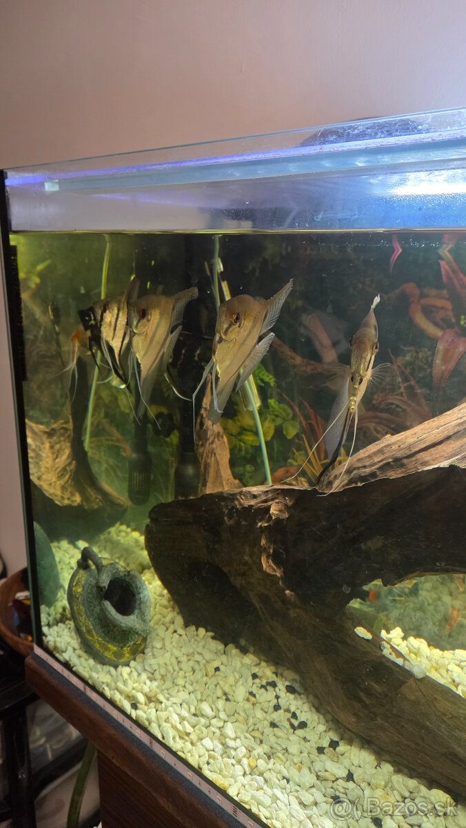 Komplet akvarium+rybičky - 2