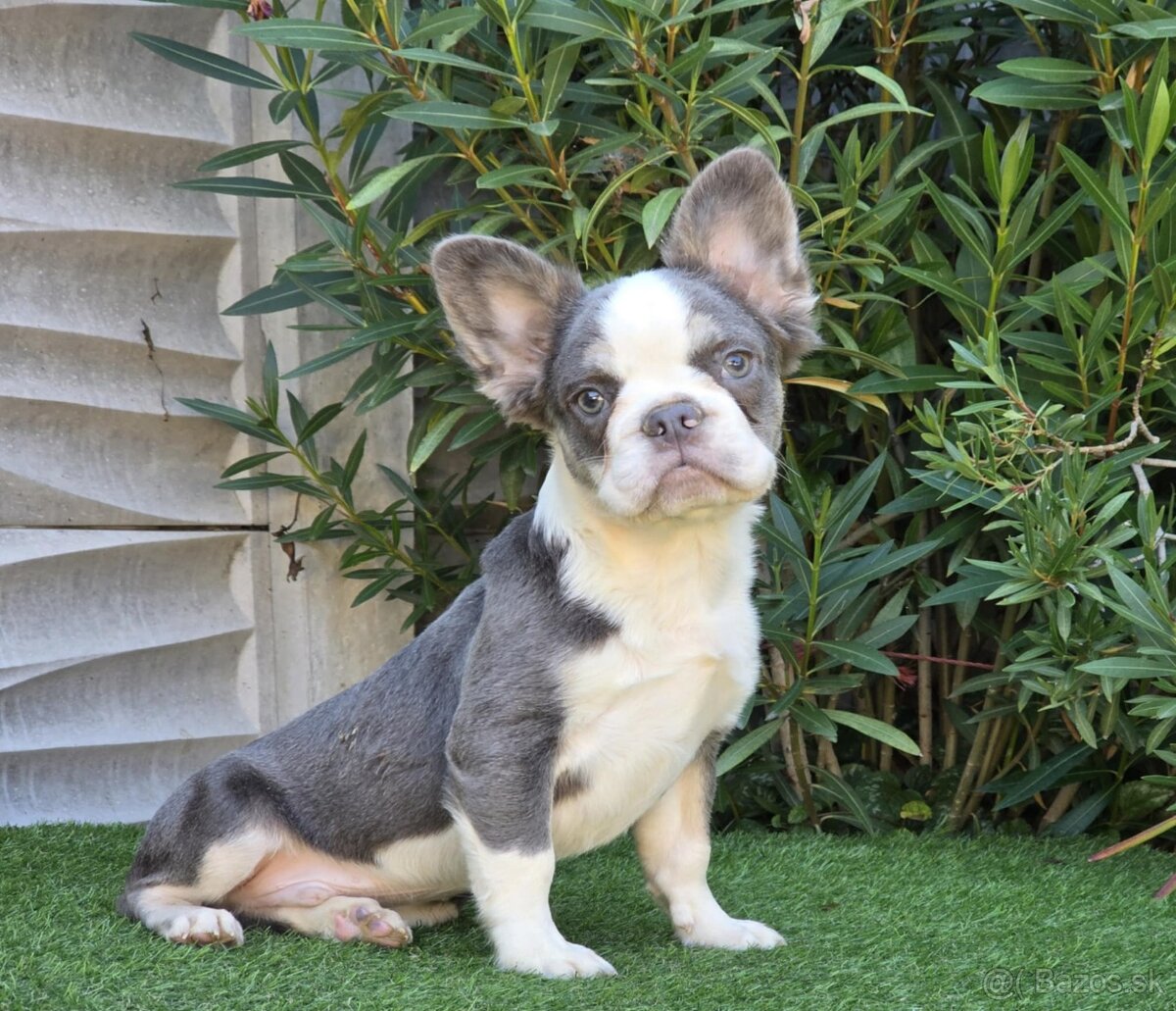 Francuzsky buldocek bez Pp - 2