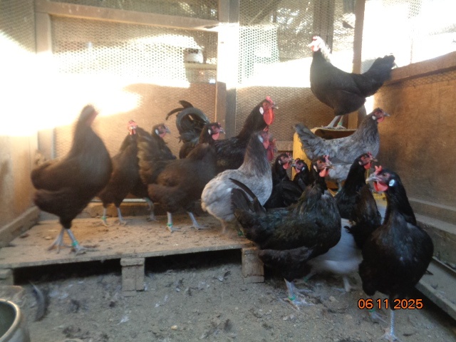 Sliepky Laflešky - 2