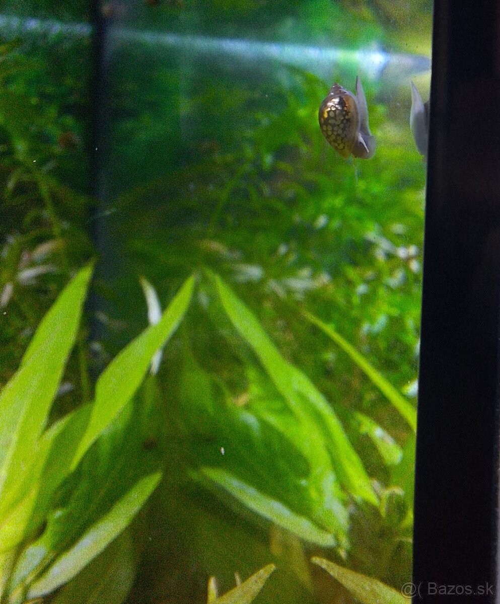 Darujem vodné slimáky do akvária - 2