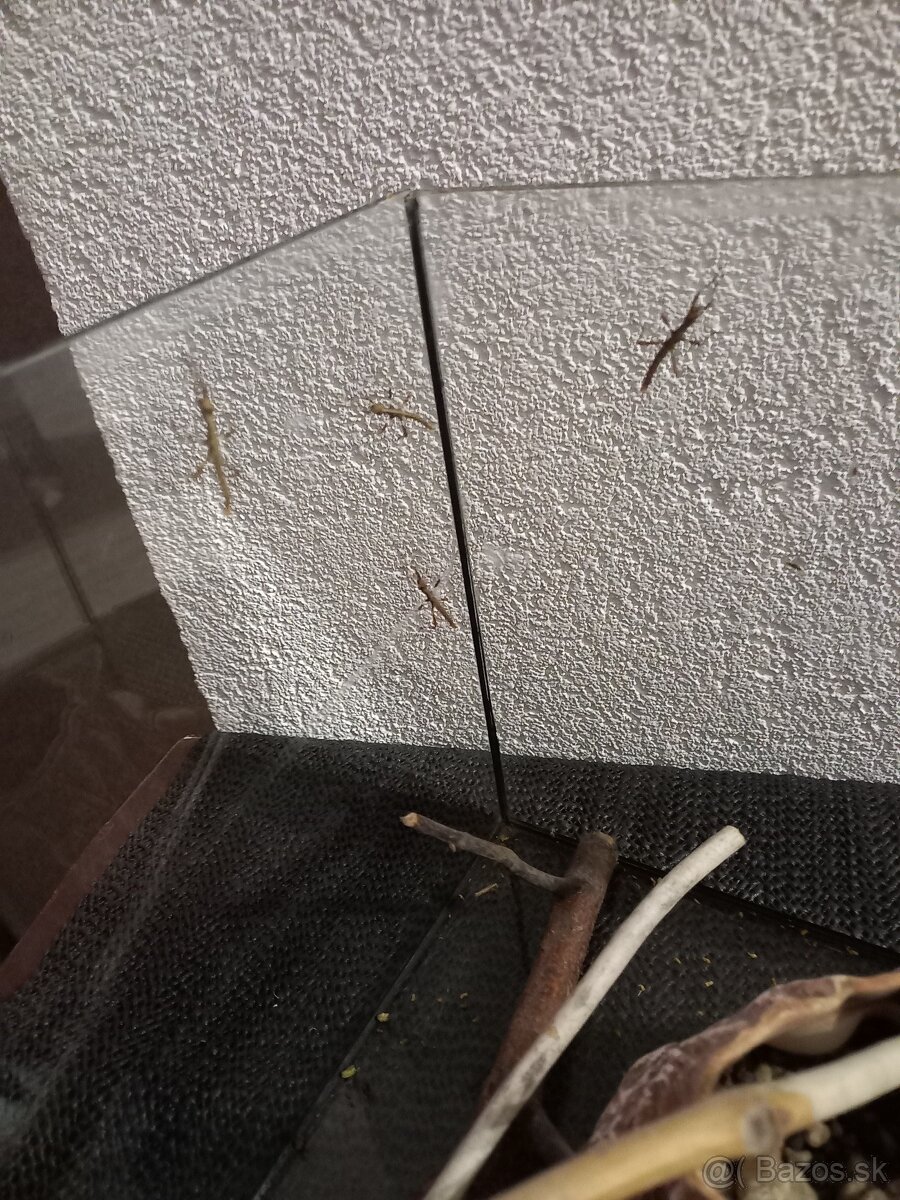 Darujem mladé strašilky sungaya - 2