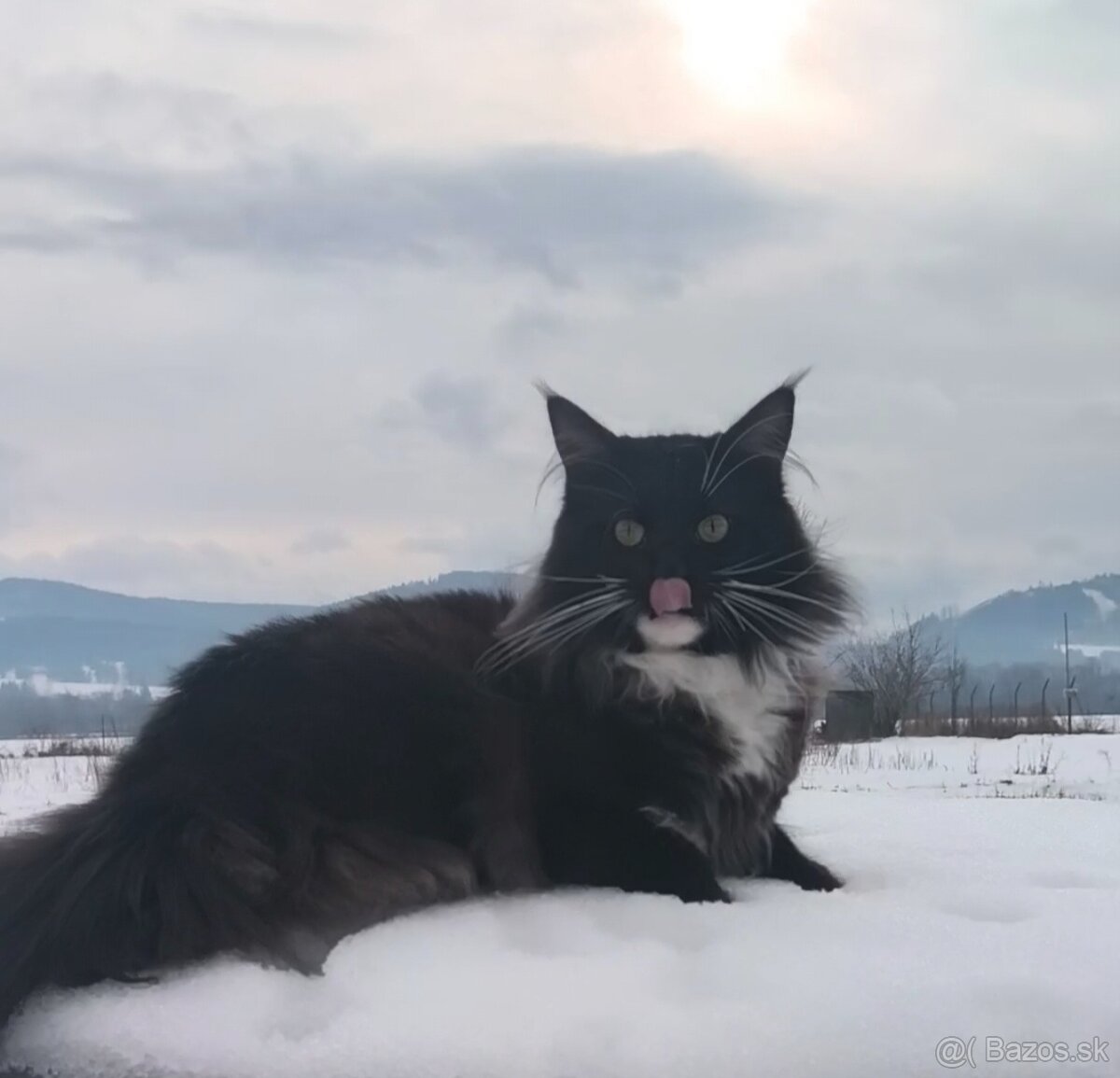 Mainska myvalia kocúr - 2