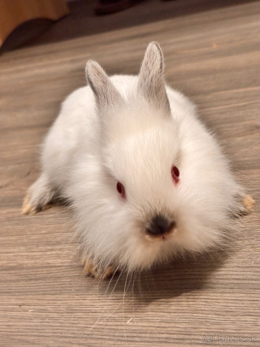 Zajačik - 2