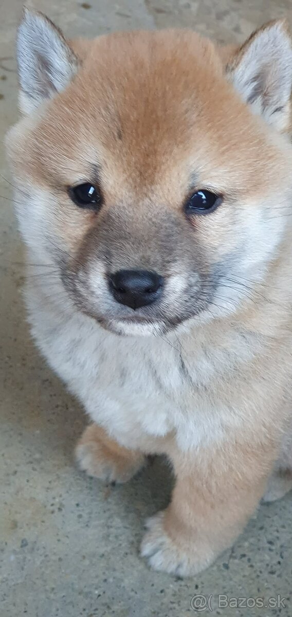 Shiba - 2