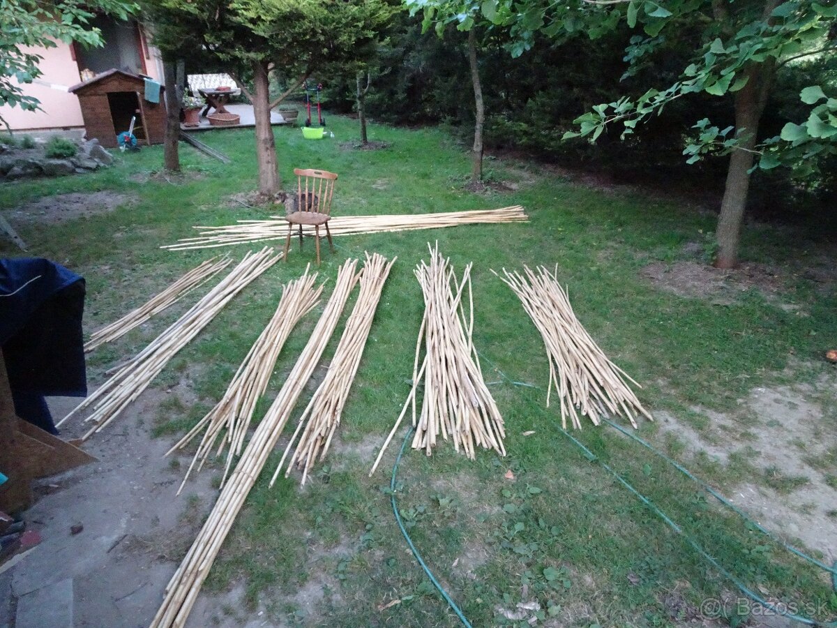 Predám stovky bambusov za symbolickú cenu rôznych dľžok - 2