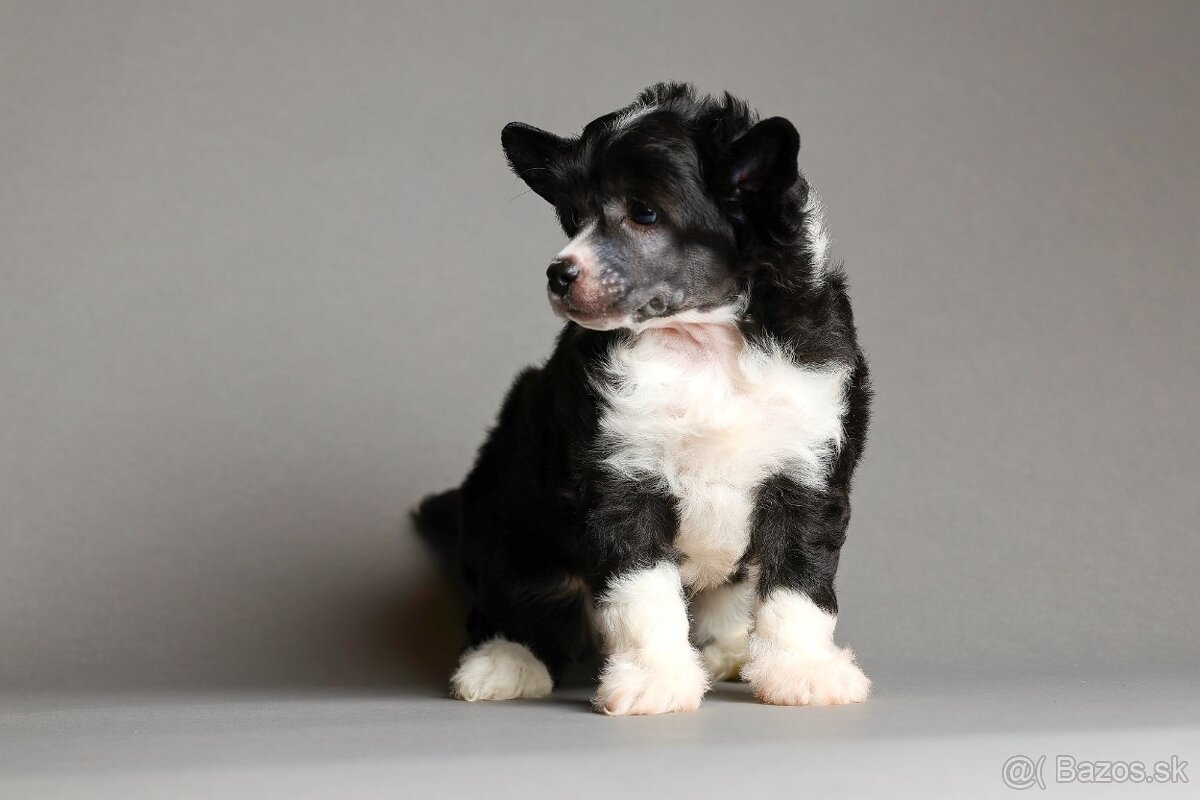 Čínsky chocholatý pes - 2