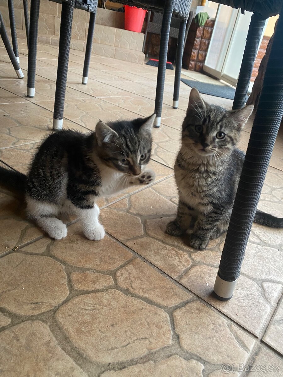 Darujem mačiatka - 2