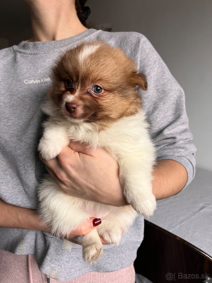 Posledné voľné šteniatka - nemecký špic oranžový - 2